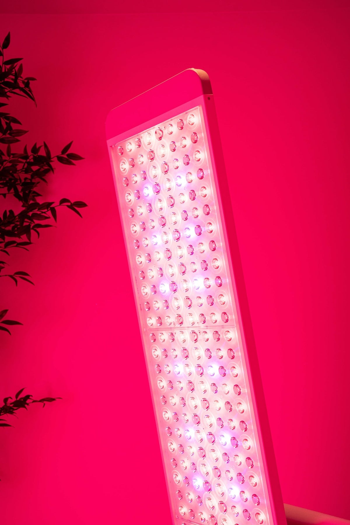 Renew Red Light | The Panorama Panel